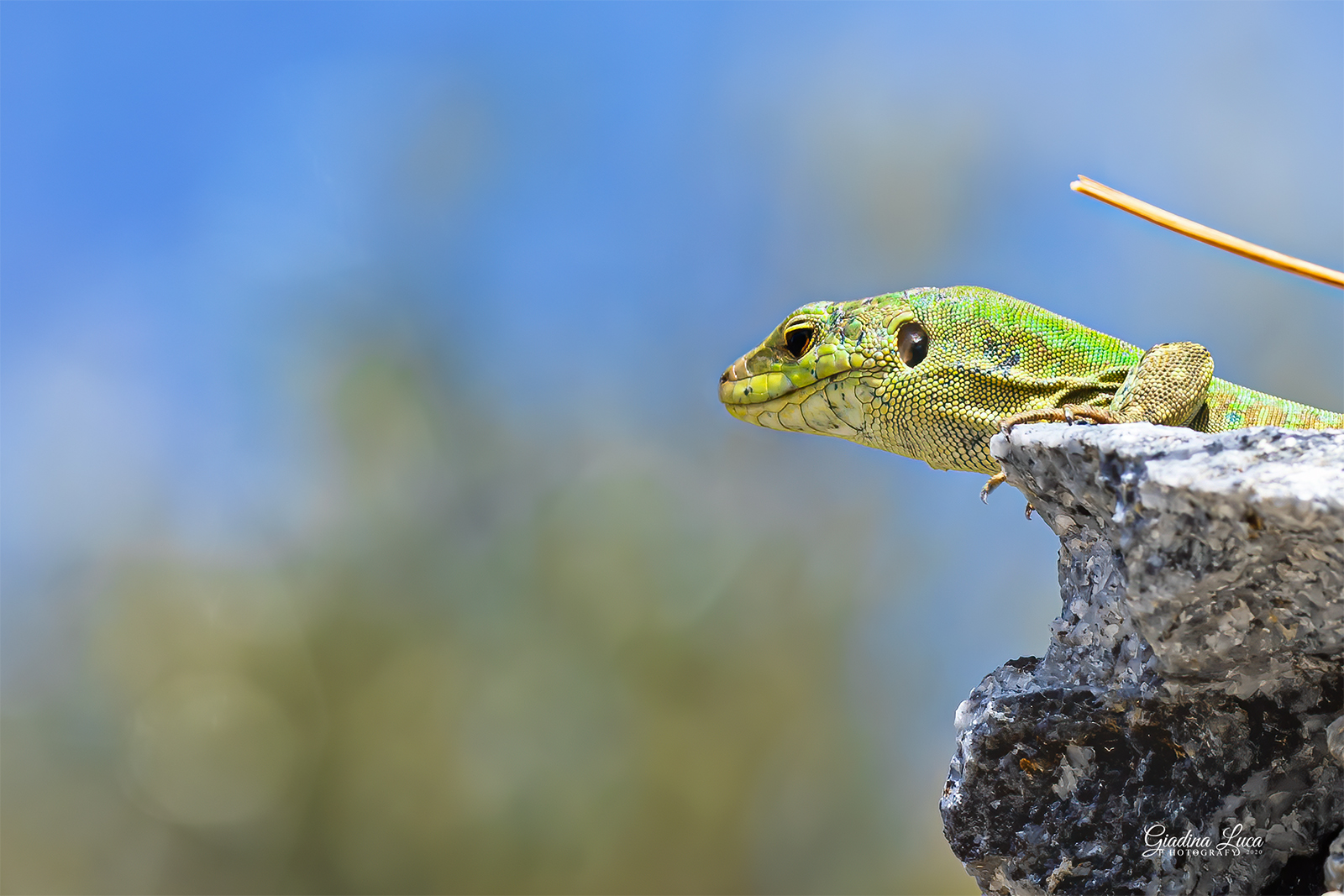 Slider Image